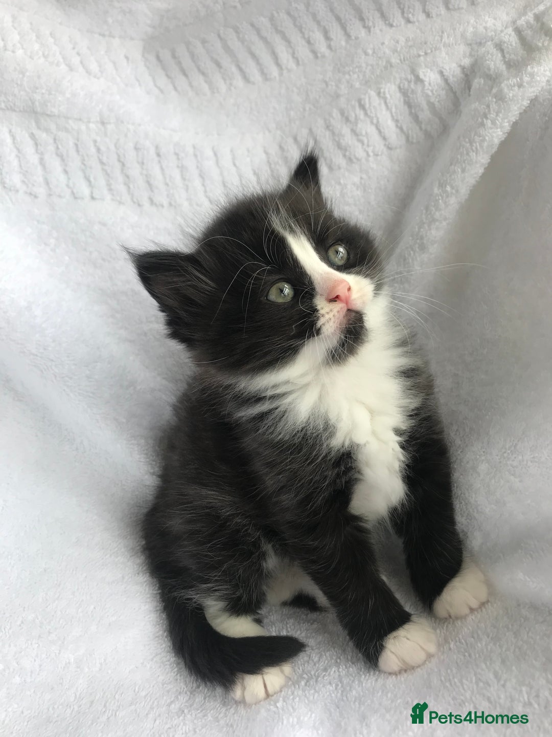Ragdoll cats for sale: Long haired ragdoll cross mackerel tabby kittens  - Image 5