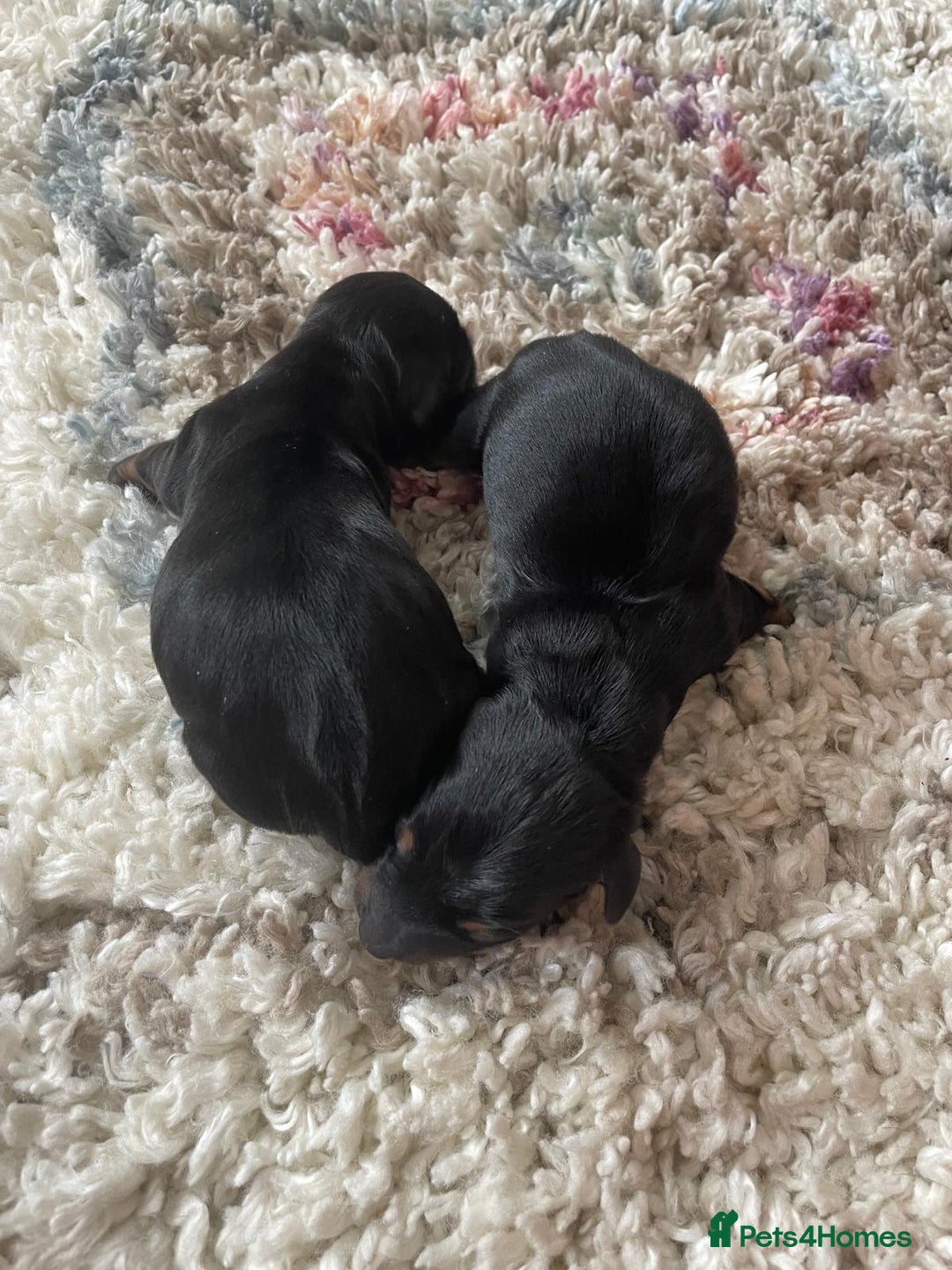 Miniature Dachshund dogs for sale: Miniature Dachshund Puppies   in Pontefract - Image 27
