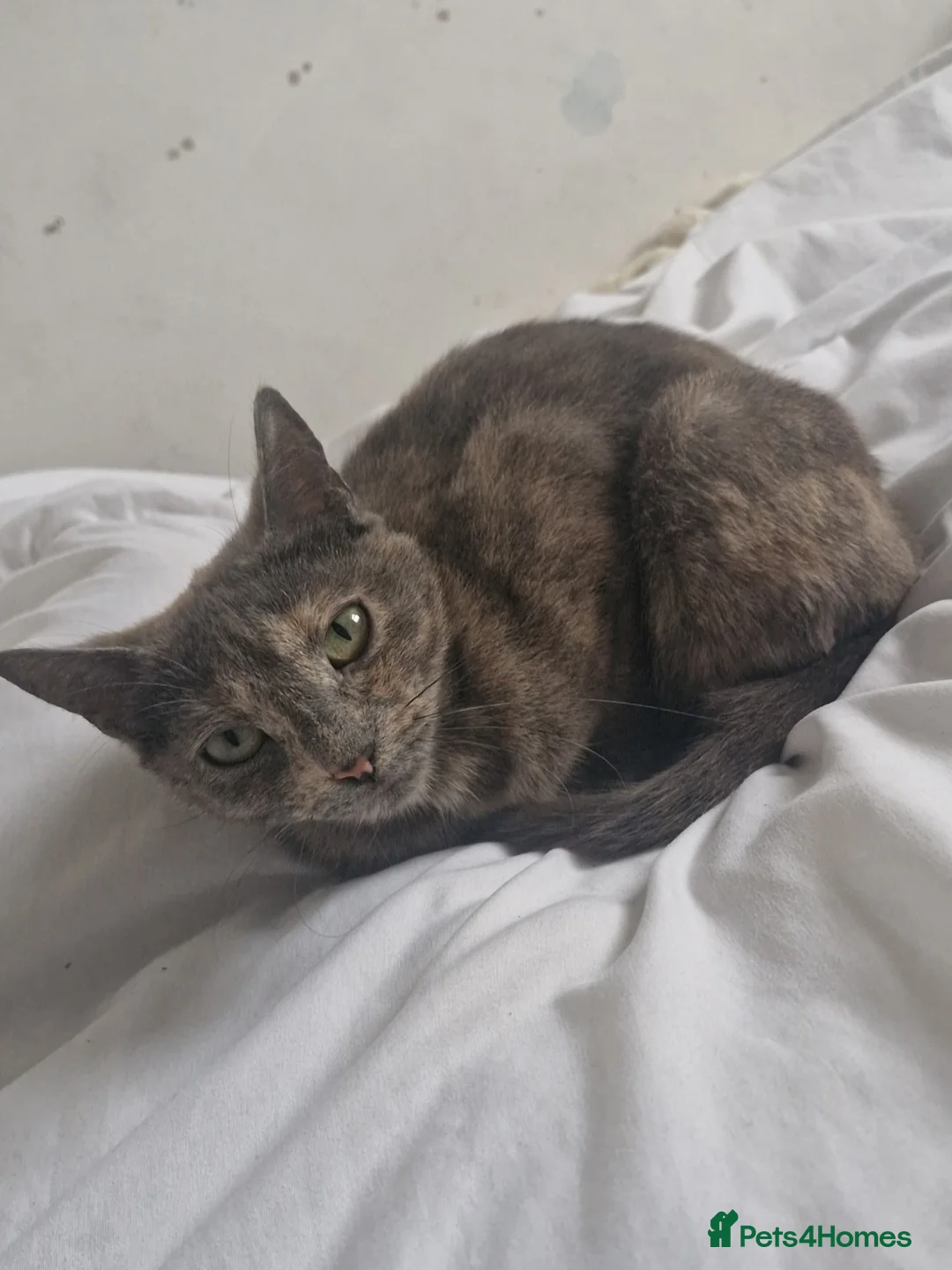 Mixed Breed cats for sale: 2 Male Kittens For sale!! - Advert 2