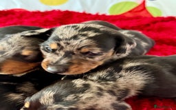 Dachshund dogs for sale: Pedigree Dachshund puppies PRA clear health tested - Image 8