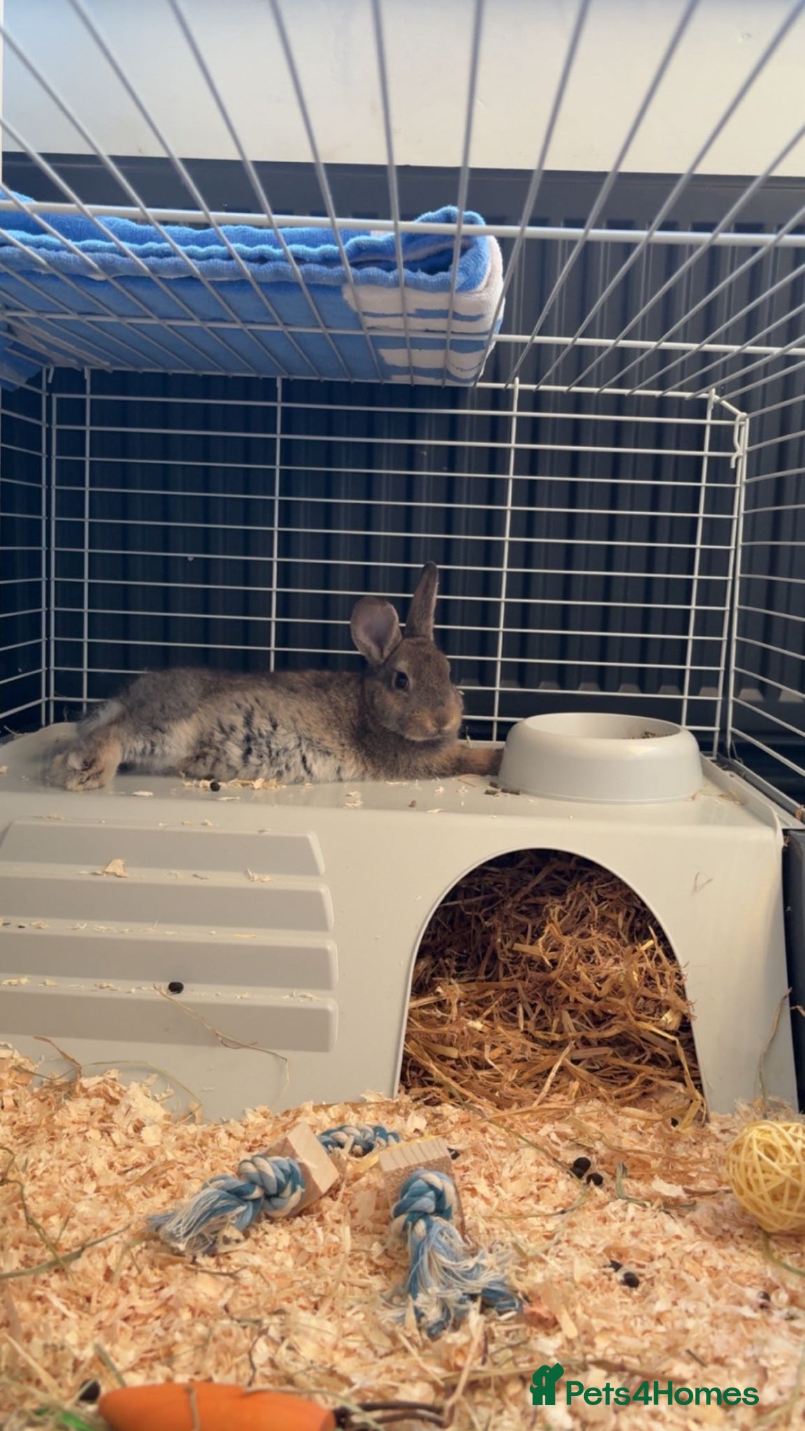 Mixed Breed rabbits Mixed breed female rabbit  - Advert 1