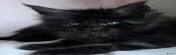 Maine Coon cats for sale: Xl Maine coon kittens  - Advert 5