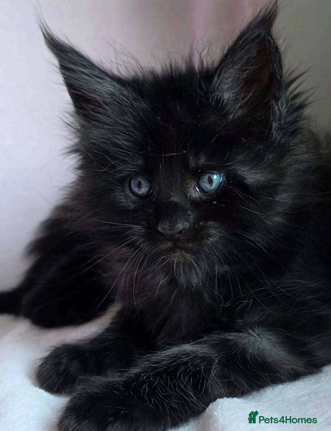 Maine Coon cats for sale: Xl Maine coon kittens  - Advert 5