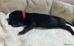 German Shepherd dogs for sale: German Shepherd's from DDR and Czech bloodlines.  - Image 8