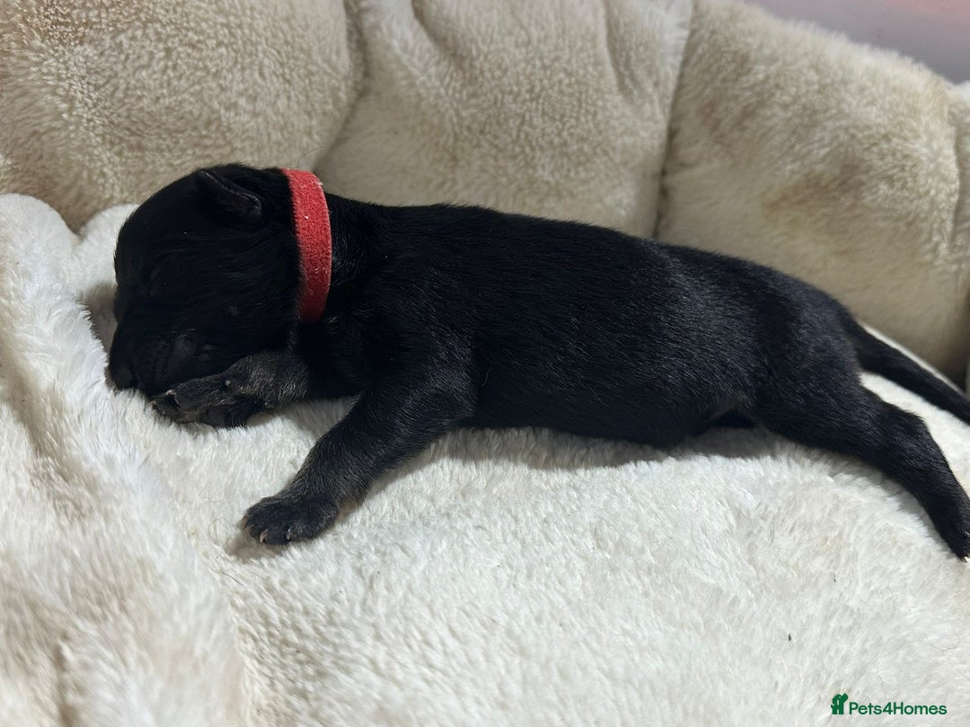 German Shepherd dogs for sale: German Shepherd's from DDR and Czech bloodlines.  - Image 8