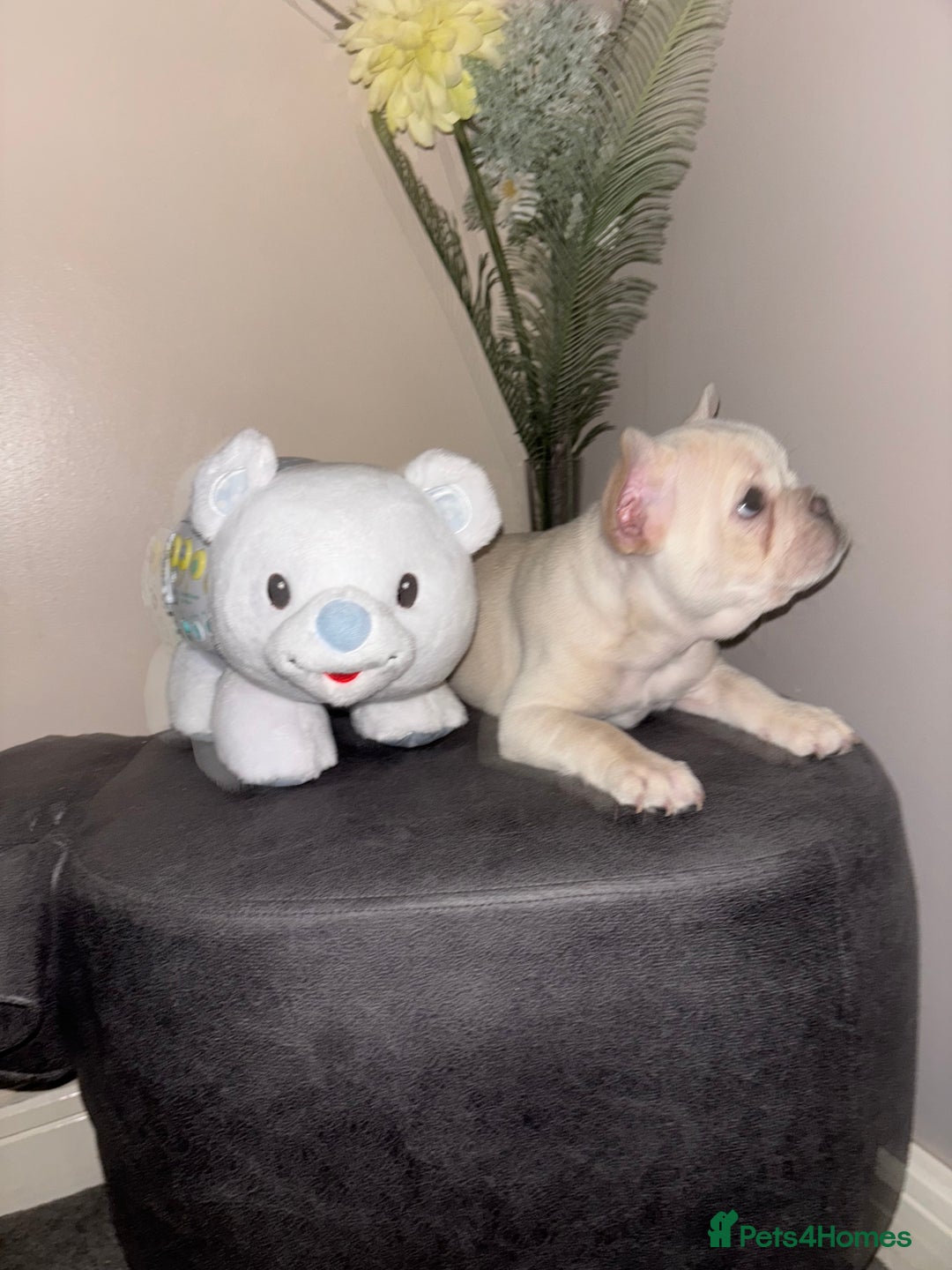 French Bulldog dogs for sale: French bulldog puppies  - Image 14