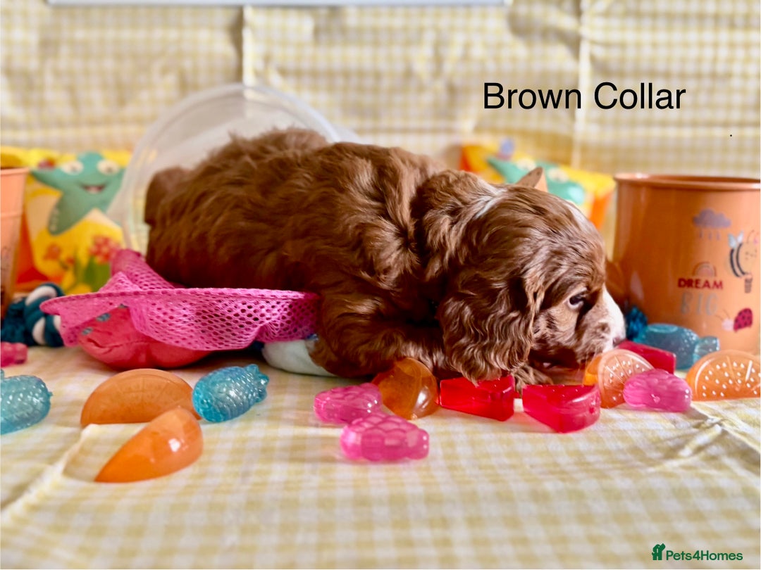 Cockapoo dogs for sale: F1 Toy Cockapoo’s in richest red ❤️ - Image 5