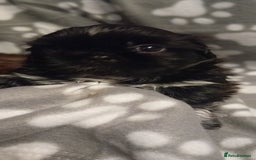 Shih Tzu dogs for sale: Shihtzu minature puppies stunning - Image 7