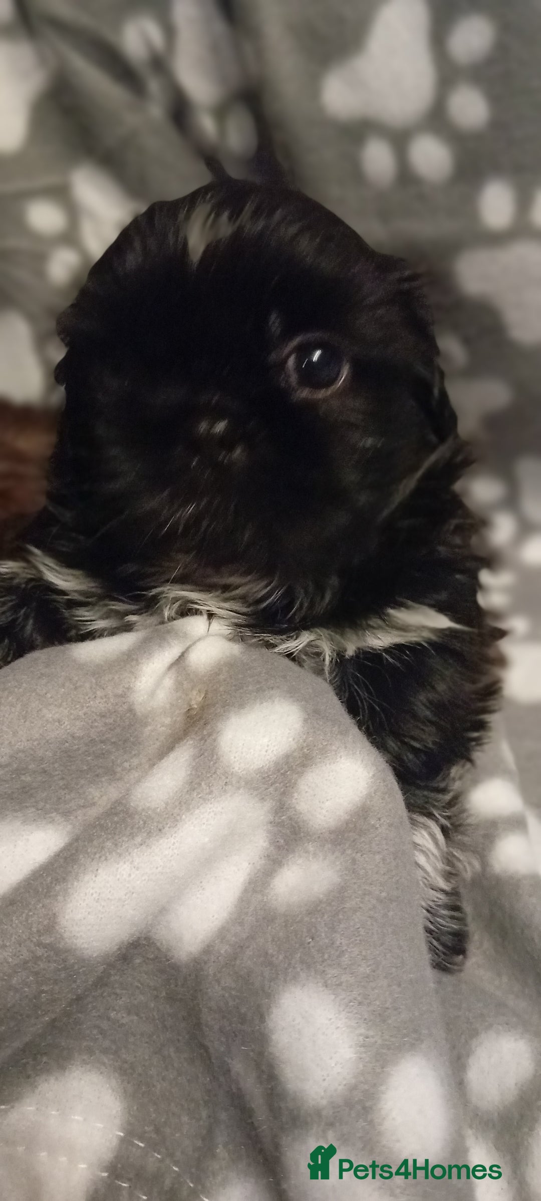 Shih Tzu dogs for sale: Shihtzu minature puppies stunning - Image 7