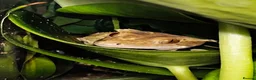 Gecko reptiles for sale: Crested Gecko in Wakefield - Advert 5