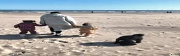 Cockapoo dogs for sale: Looking for her forever home  - Advert 3