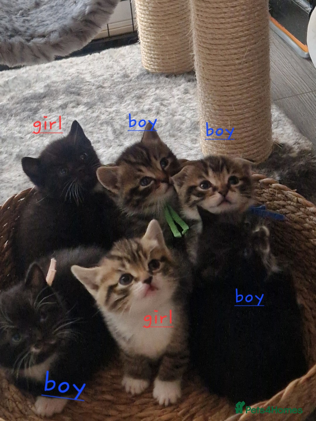 Scottish Fold cats for sale: Scotish fold/straight kittens  - Advert 22