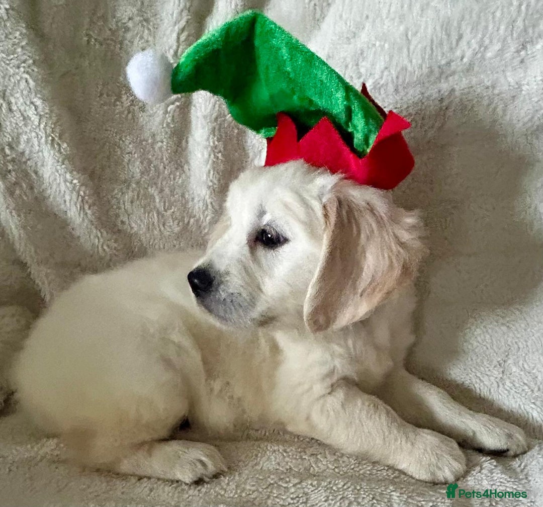 Golden Retriever dogs for sale: Chunky, cream pups - Advert 6