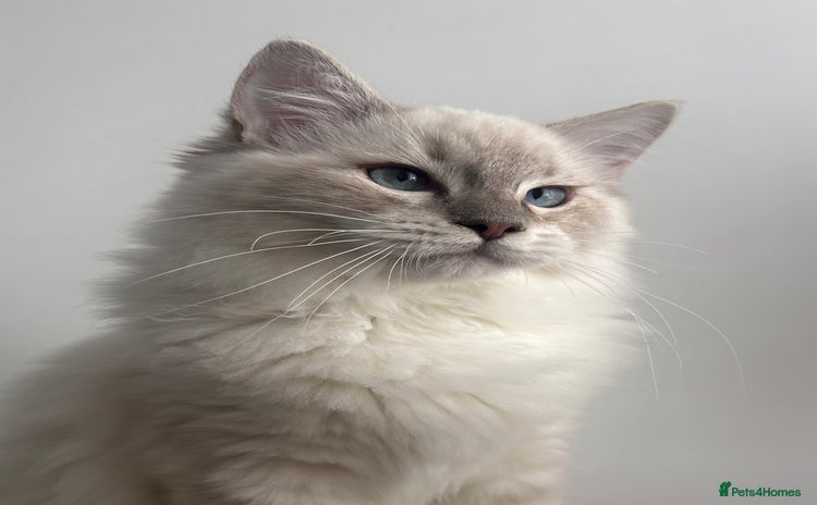 Ragdoll cats - Advert 3