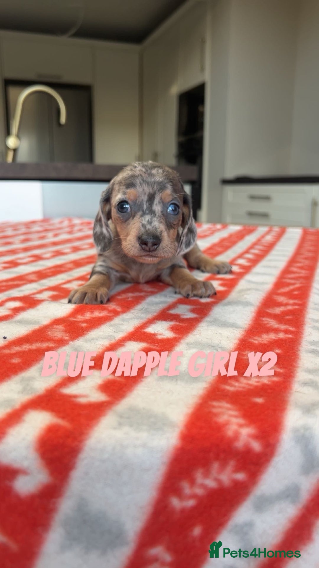 Miniature Dachshund dogs for sale: ***mini dachshunds *** - Advert 11