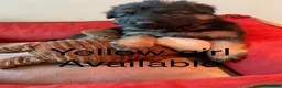German Shepherd dogs for sale: Long haired German shepherd puppies  in Stoke-on-Trent - Advert 11