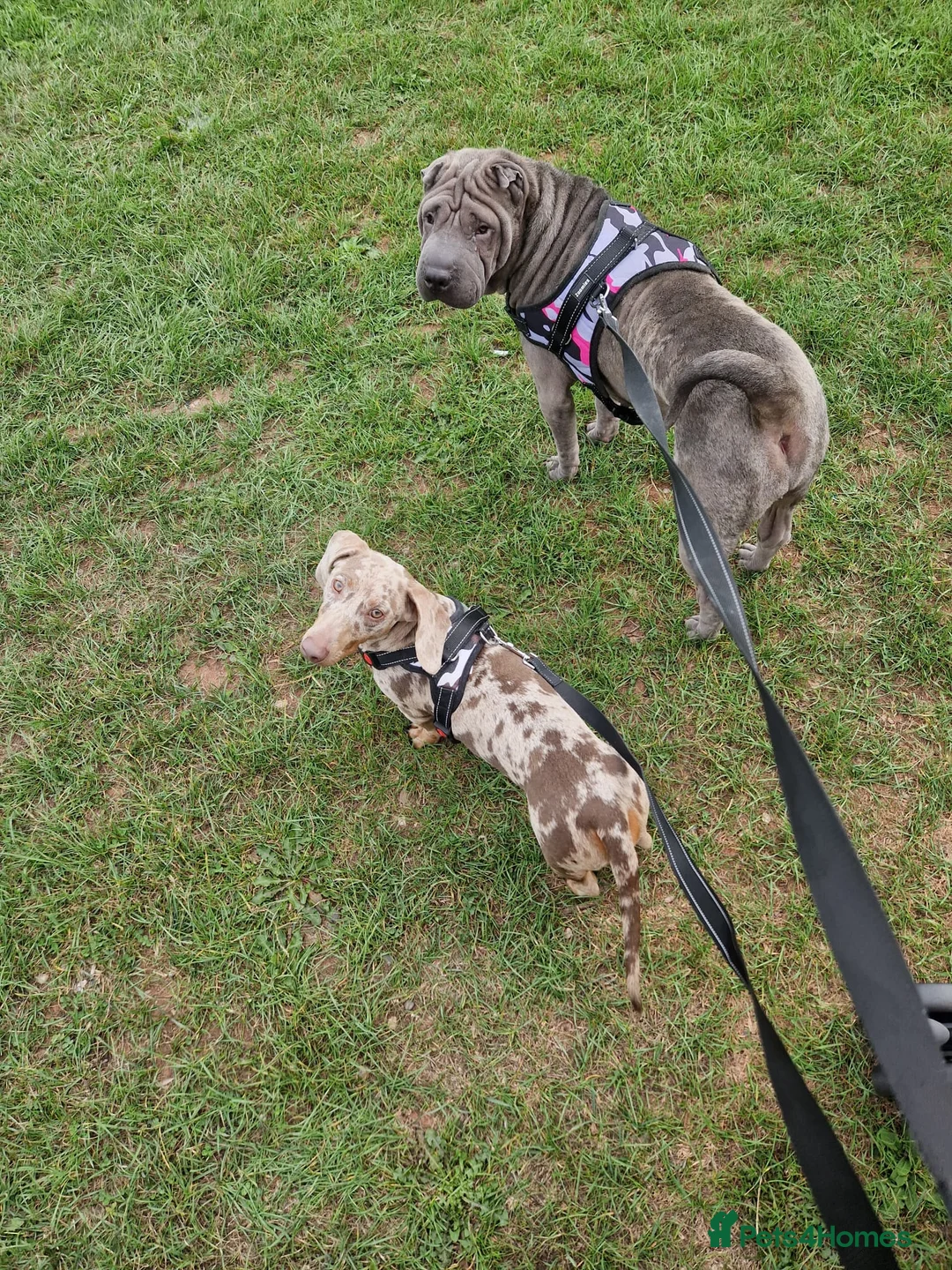 Dachshund dogs for stud: Proven Isabella Dapple daschund for stud in Wolverhampton - Advert 7