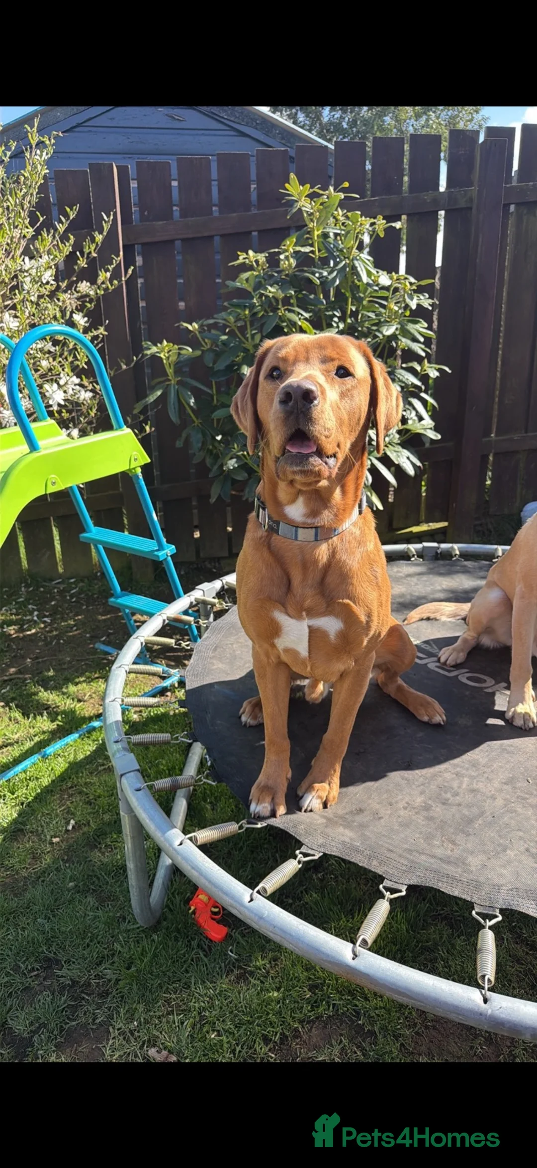 Labrador Retriever dogs for sale: 3 years old  in Turriff - Advert 4
