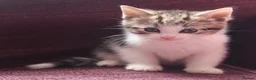Mixed Breed cats for sale: Stunning part Siamese kittens ready now  - Advert 5