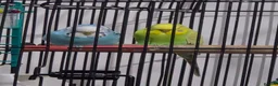 Budgerigars birds for sale: Budgies & Cage. Adult Budgie Pair for Sale - Advert 3