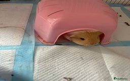 Guinea Pig rodents for sale: 2 male guinea pigs  - Image 2