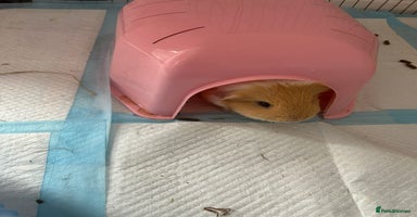 Guinea Pig rodents - Advert 4