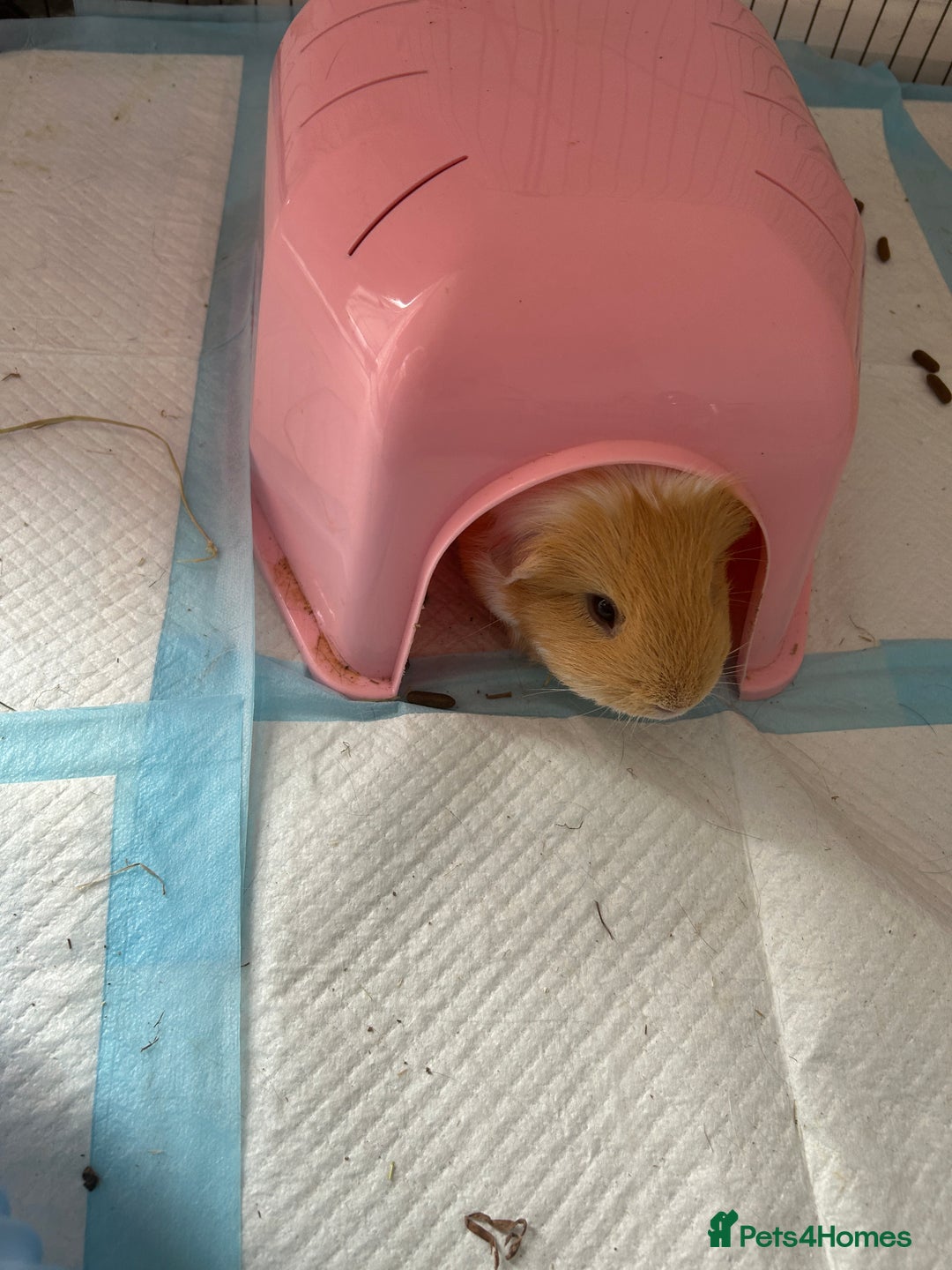 Guinea Pig rodents for sale: 2 male guinea pigs  - Image 2