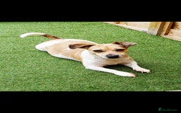 Jack Russell dogs for sale: Female Jack Russell - Image 1