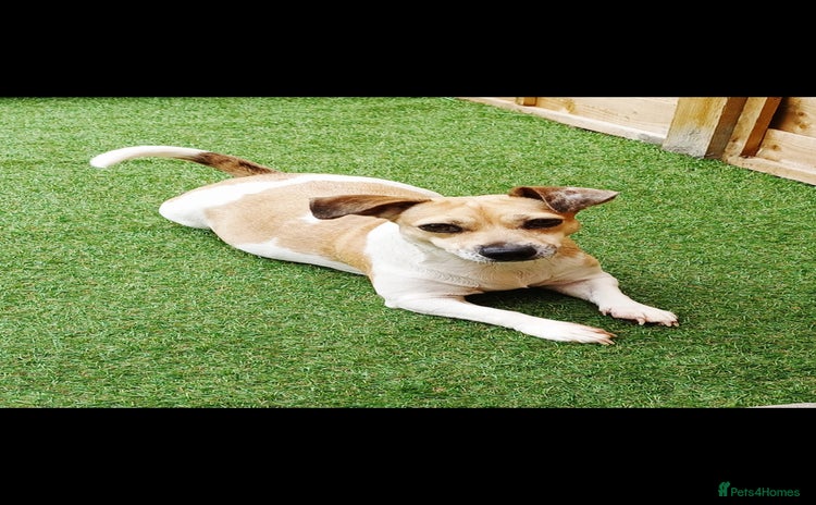 Jack Russell dogs - Advert 2