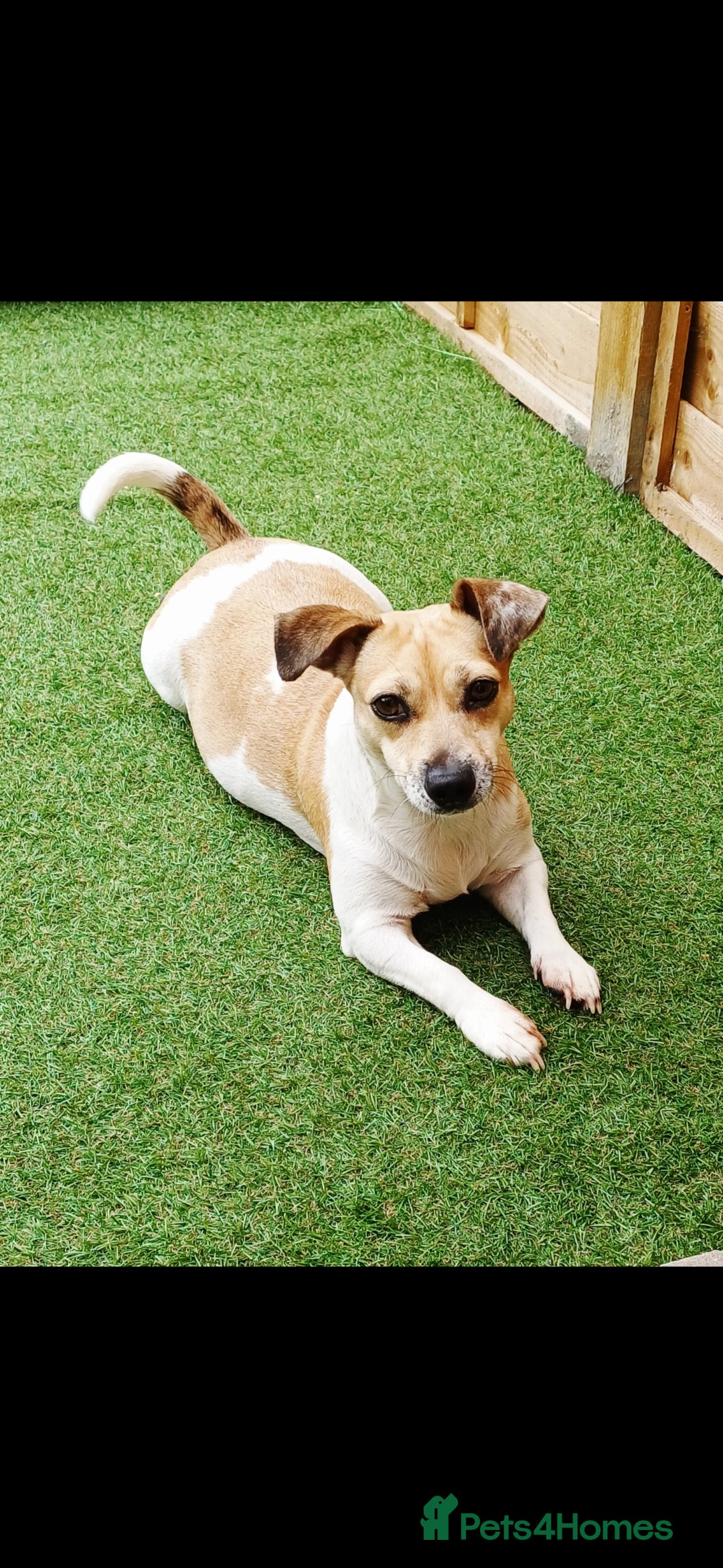 Jack Russell dogs for sale: Female Jack Russell - Image 1