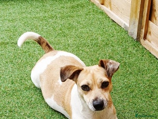 Jack Russell dogs - Advert 16