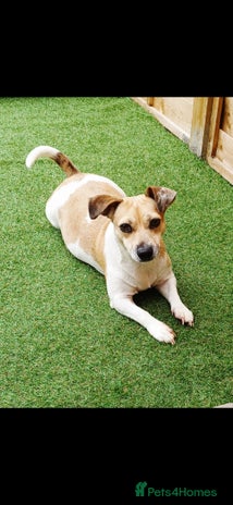 Jack Russell dogs - Advert 13