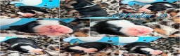 Staffordshire Bull Terrier dogs for sale: Staffordshire Bull Terrier Puppies 🐶❤️🐾 🏡  🐶 - Advert 7