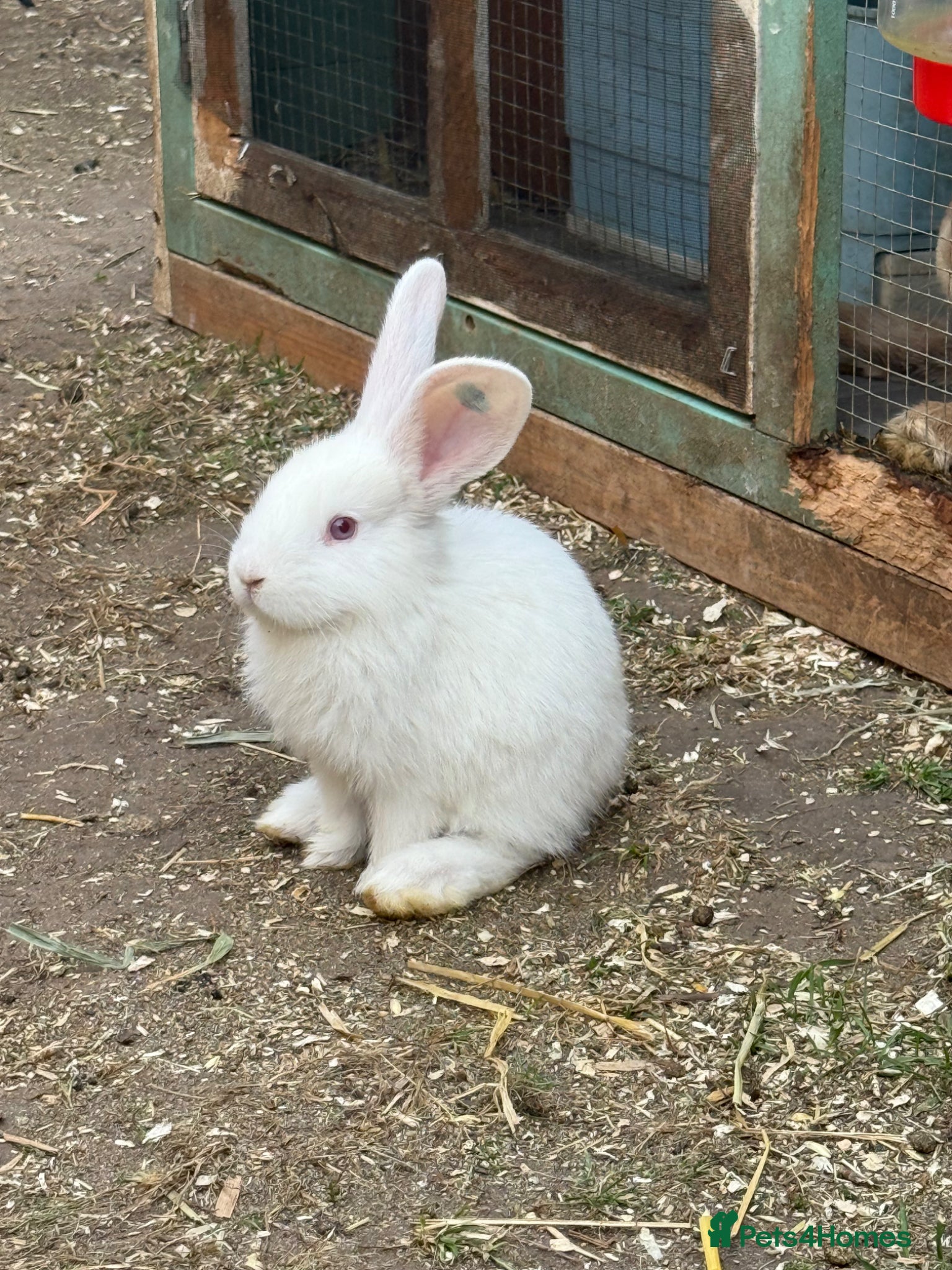 Continental Giant rabbits 5 Beautiful Continental Giant Buns left! - Advert 2