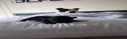 Staffordshire Bull Terrier dogs for sale: Beautiful Staffordshire Bull Terrier Pups - Advert 4