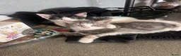 Mixed Breed cats for sale: 🐾 Gorgeous Kittens Ready for Their Forever Homes! - Advert 8