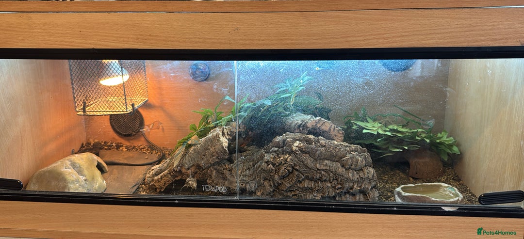 Leopard Gecko reptiles for sale: Pebbles - male leopard gecko - Advert 6