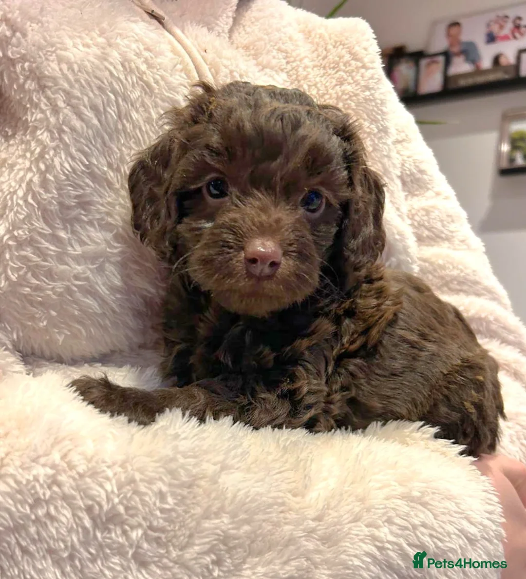 Cockapoo dogs for sale: 4 beautiful cockerpoo pups - Advert 13