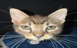 Mixed Breed cats for sale: 5 beautiful European short hair calico tabby’s  - Image 23