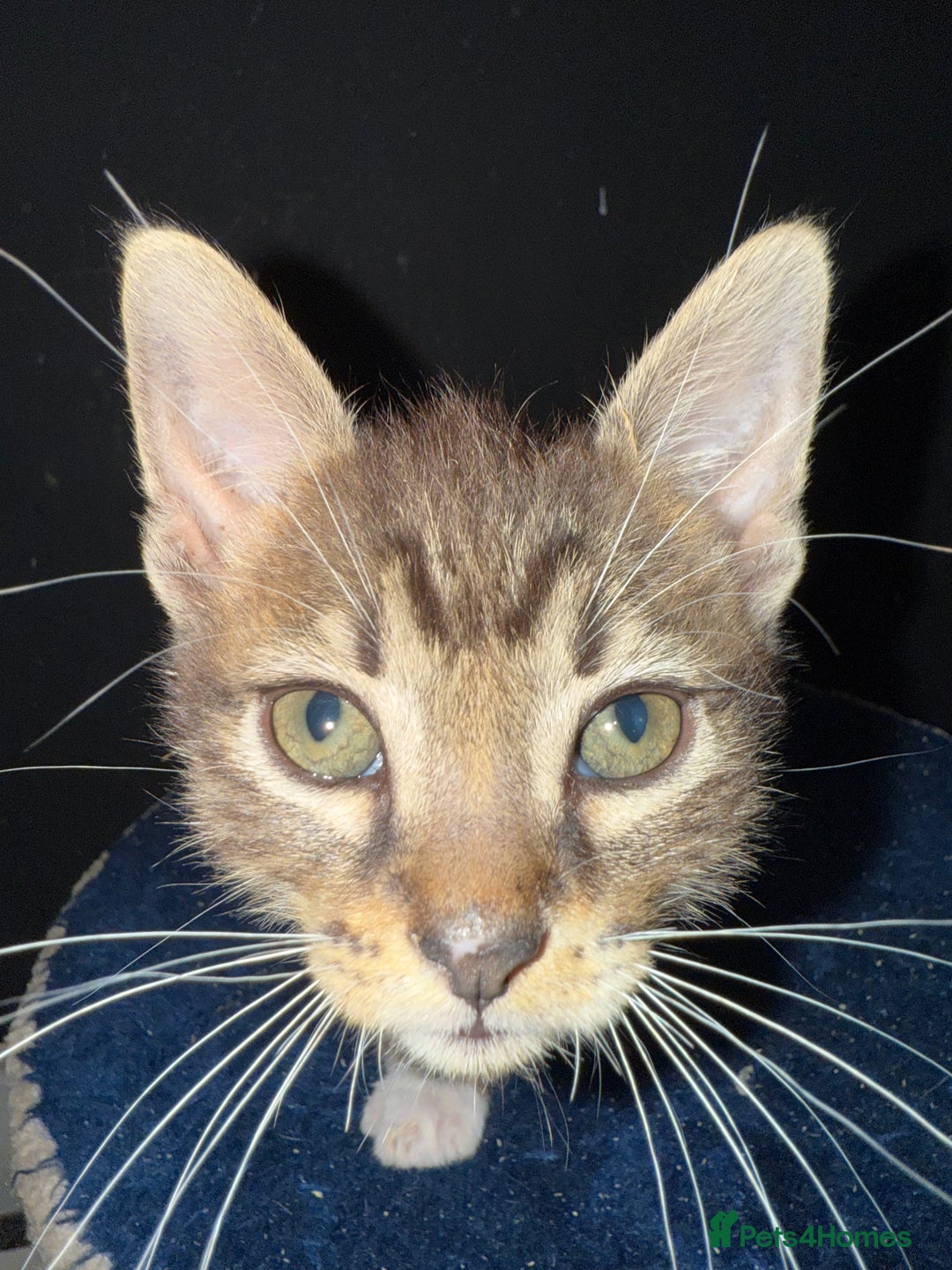 Mixed Breed cats for sale: 5 beautiful European short hair calico tabby’s  - Image 23