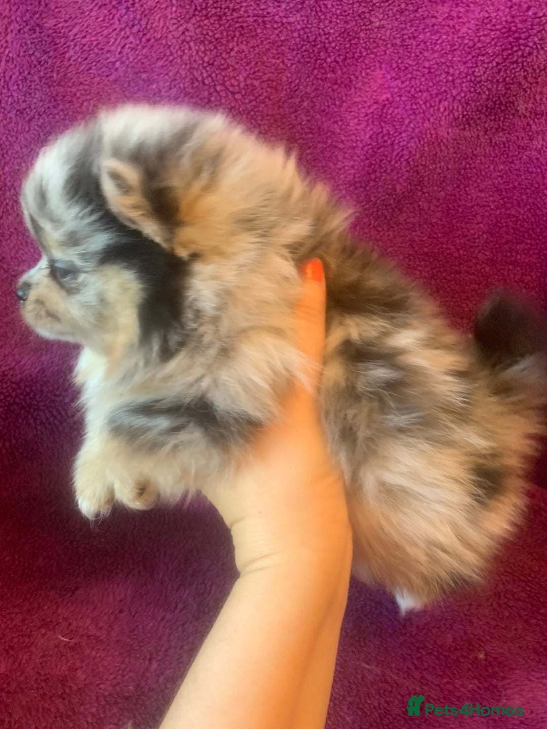 Pomeranian dogs for sale: Rainbow Litter with TAN POINTS - Image 17