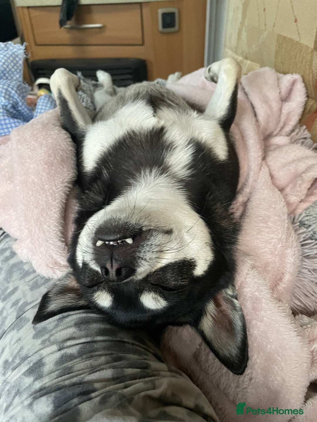 Chug dogs for sale: LOVING FAMILY DOG  - Image 4