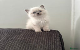 Ragdoll cats for sale: precious cuddle Ragdolls for good homes/families - Image 6