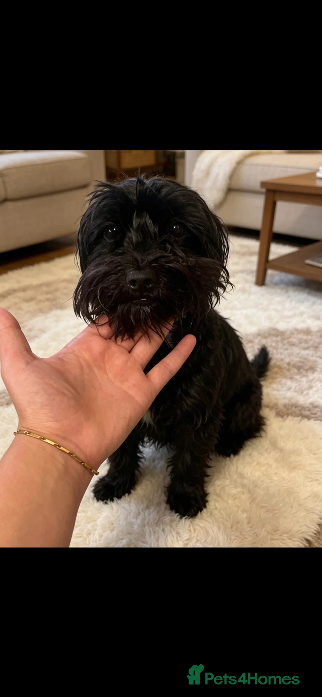 Morkie dogs for sale: Yorkshire Terrier x Maltese - Advert 1