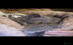 British Shorthair cats for sale: Grey British Shorthair - Image 4