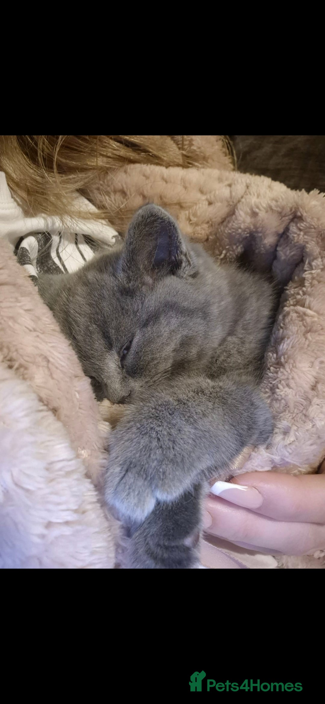 British Shorthair cats for sale: Grey British Shorthair - Image 4
