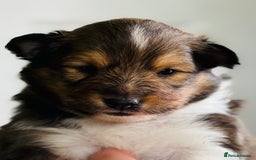 Shetland Sheepdog dogs for sale: Beautiful sable Shetland sheepdog puppies  - Image 3