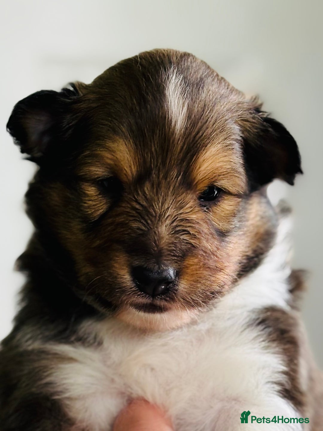 Shetland Sheepdog dogs for sale: Beautiful sable Shetland sheepdog puppies  - Image 3