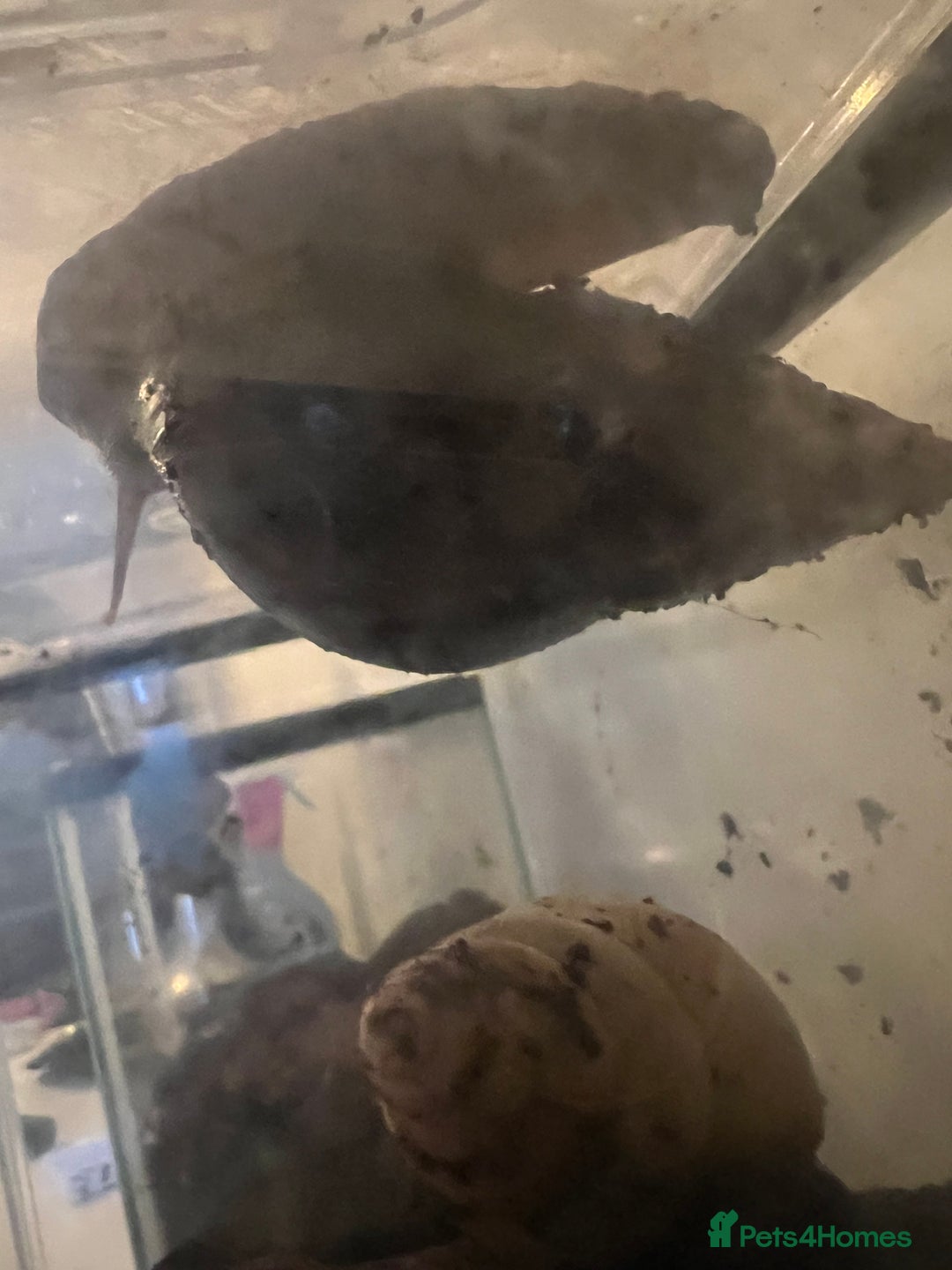 Snails invertebrates for sale: Giant African Land Snails - Image 10
