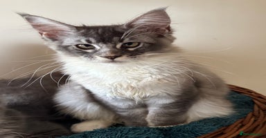 Maine Coon cats - Advert 4